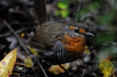 Scelorchilus rubecula