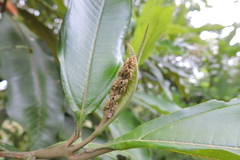 Miconia trinervia