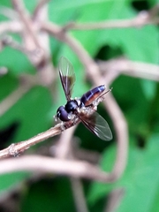 Ocyptamus antiphates