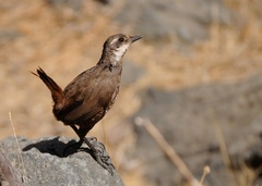 Pteroptochos megapodius