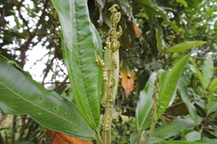 Miconia trinervia