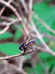 Ocyptamus antiphates