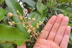 Miconia trinervia