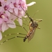 Aedes sexlineatus - Photo (c) troi_olivares, algunos derechos reservados (CC BY-NC), subido por troi_olivares