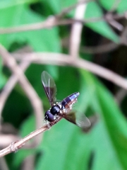 Ocyptamus antiphates