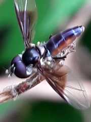 Ocyptamus antiphates