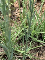 Polygala leendertziae