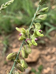 Polygala leendertziae