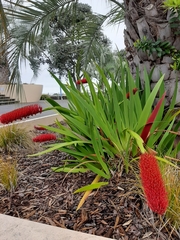Xeronema callistemon