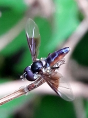 Ocyptamus antiphates