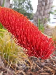 Xeronema callistemon