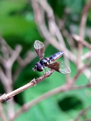 Ocyptamus antiphates