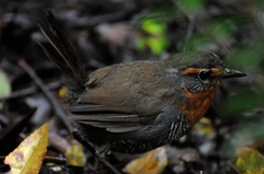 Scelorchilus rubecula