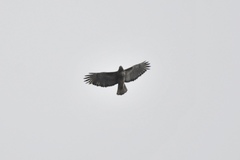 Buteo ventralis