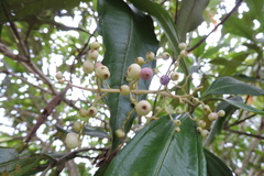 Miconia trinervia