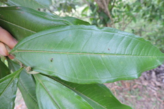 Miconia trinervia