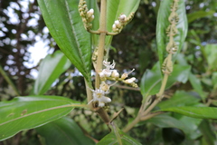 Miconia trinervia