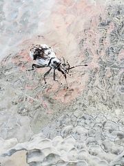Myllocerus undecimpustulatus