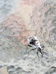 Myllocerus undecimpustulatus