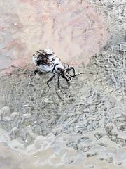 Myllocerus undecimpustulatus