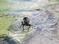 Myllocerus undecimpustulatus