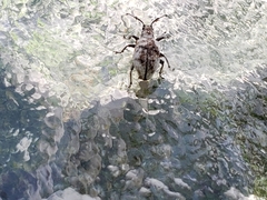 Myllocerus undecimpustulatus