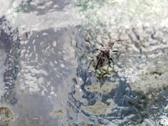 Myllocerus undecimpustulatus