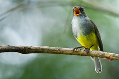 Eopsaltria flaviventris