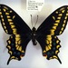 Papilio zelicaon nitra - Photo (c) Daniel Glaeske, algunos derechos reservados (CC BY-NC), subido por Daniel Glaeske