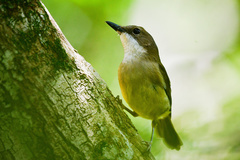 Pachycephala caledonica