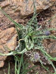 Ledebouria inquinata