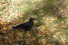 Corvus macrorhynchos