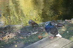 Columba livia domestica