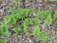 Phegopteris
