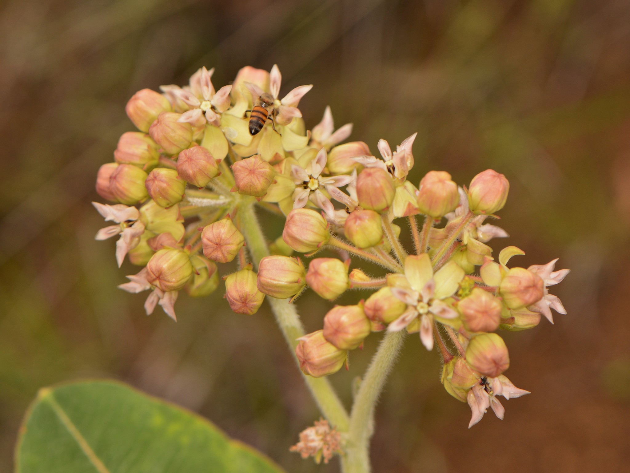 Asclepias lemmonii