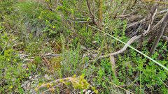 Prasophyllum fitzgeraldii