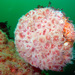 Californian Strawberry Anemone - Photo (c) Kim Calder, some rights reserved (CC BY-NC), uploaded by Kim Calder