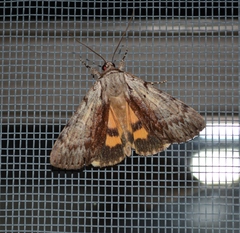 Catocala gracilis