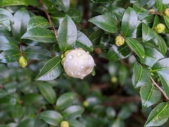 Camellia sinensis