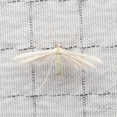 Hellinsia kellicottii