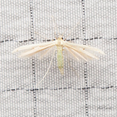 Hellinsia kellicottii