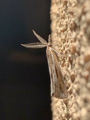 Thaumatopsis pexellus