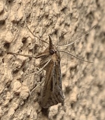 Thaumatopsis pexellus