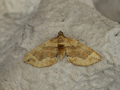 Pelurga comitata