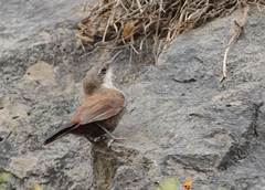 Ochetorhynchus melanurus