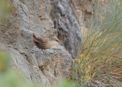 Ochetorhynchus melanurus