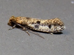 Niditinea orleansella