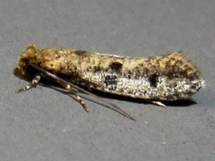 Niditinea orleansella