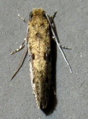 Niditinea orleansella