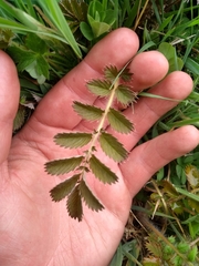 Argentina anserinoides